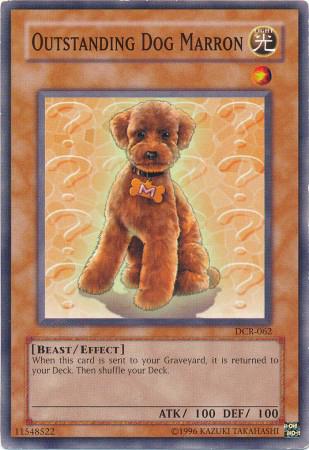 Outstanding Dog Marron